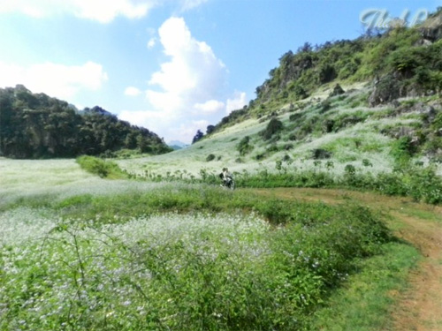 Cao nguy&ecirc;n Mộc Ch&acirc;u