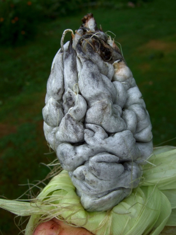 Huitlacoche